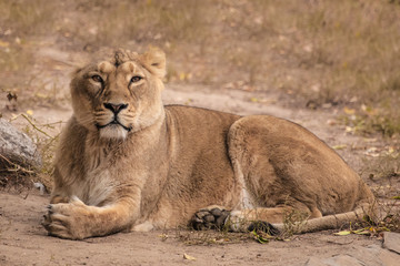 looks at you and imposingly lies. Lioness is a large predatory strong and beautiful African cat.