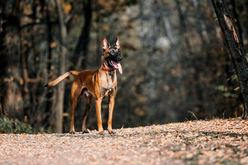 Belgian Shepherd dog (Malinois dog) at autumn