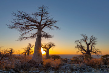 Sun starburst at sunrise at baobab trees