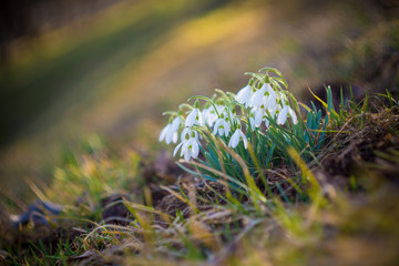 Close-up of snowdrops in the backlight