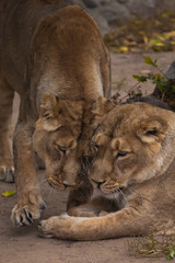 Fototapeta na wymiar two cats girls girlfriend. Lioness is a large predatory strong and beautiful African cat.