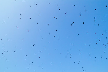 A large flock of small birds on a blue summer sky. Migration