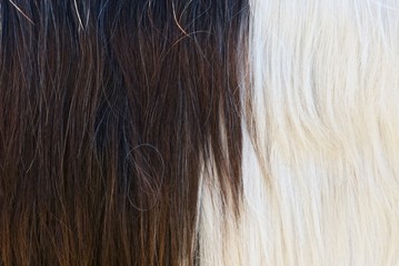 bicolor white black long hair of goat, background image