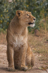 in profile. Lioness is a large predatory strong and beautiful African cat.