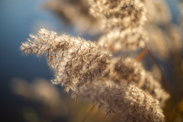 grass on a background