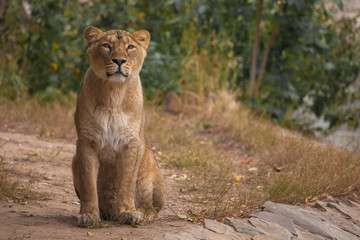 Calm look on the background of yellow-green bushes.. Lioness is a large predatory strong and beautiful African cat.