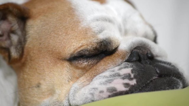 close-up of an english bulldog sleeping on the sofa