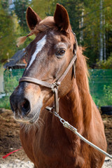 Obraz premium Chestnut horse with pigtails