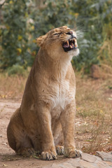 Growls menacingly. Lioness is a large predatory strong and beautiful African cat.