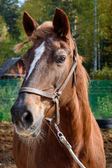 Fototapeta premium Chestnut horse with pigtails