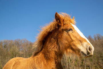 Obraz premium Foal of draft horse in countryside