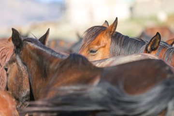 Yilki Horse in Kayseri, Turkey