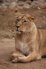 Fototapeta premium looks inquiringly. Lioness is a large predatory strong and beautiful African cat.