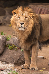 Fototapeta na wymiar Lion is a large predatory strong and beautiful cat with a magnificent mane of hair.