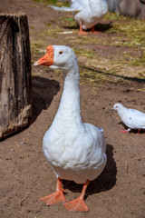 Domestic duck in the zoo . Poultry. Cattle. Animal in captivity.