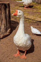 Domestic duck in the zoo . Poultry. Cattle. Animal in captivity.
