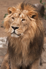 Lion is a large predatory strong and beautiful cat with a magnificent mane of hair.