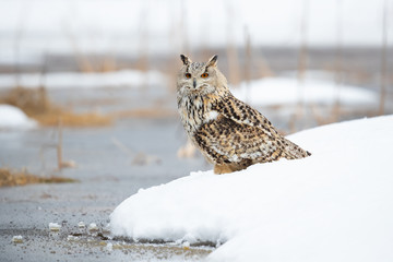 Siberian eagle owl taken in Russia during winter
