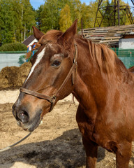 Chestnut horse with pigtails