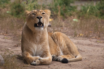 Fototapeta na wymiar Mouth ajar in the roar, imposingly lies. Lioness is a large predatory strong and beautiful African cat.