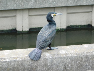 水路の仕切りに留まるカワウ