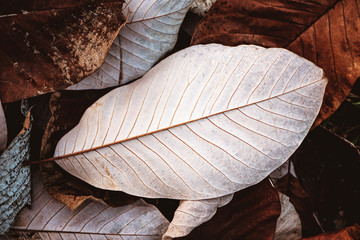 Close up background of fallen magnolia leaves.