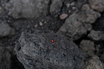 Ladybug on Mount Etna's Black Lava Rocks