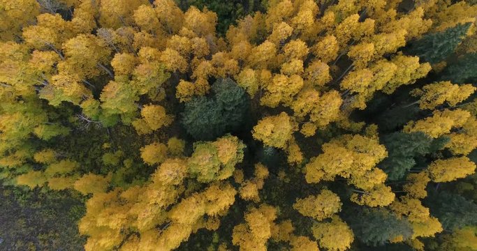 Aerial looking straight down at aspen trees in the fall