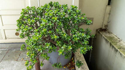 Beautiful succulent plant in planter infront of a house by the street