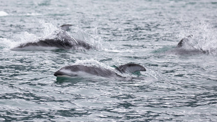 White sided dolphin