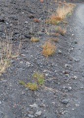 Unusual Landscape and Plants Growing on Side of Volcano