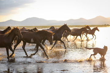 Fototapeta na wymiar Yilki Horses Running in Water, Kayseri, Turkey