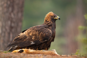 Golden eagle (Aquila chrysaetos) is one of the best-known birds of prey in the Northern Hemisphere. It is the most widely distributed species of eagle.