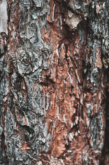 Trunk old forest Pine tree close-up, outdoors.