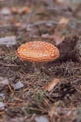 Red-orange fly agaric with white dots. Close-up.