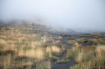 Unusual Landscape and Plants Growing on Side of Volcano