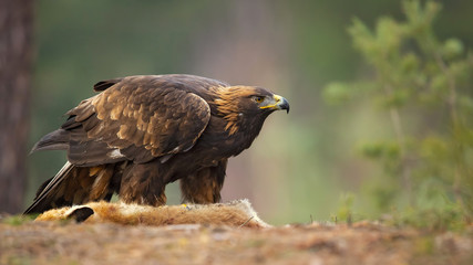 Golden eagle (Aquila chrysaetos) is one of the best-known birds of prey in the Northern Hemisphere....
