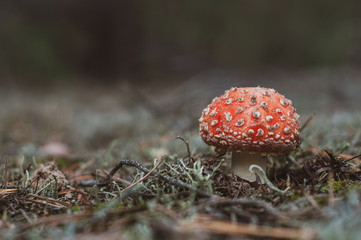 Small red-orange fly agaric with white dots.
