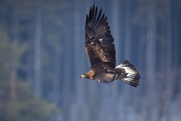 Golden eagle (Aquila chrysaetos) is one of the best-known birds of prey in the Northern Hemisphere. It is the most widely distributed species of eagle.
