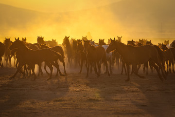 Yilki Horses Running in Field, Kayseri, Turkey