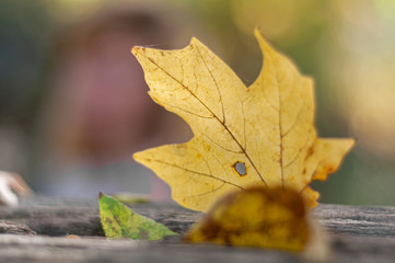 Yellow fallen maple leaf on blurred backgroun.