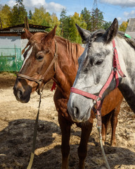 Fototapeta premium Dappled gray and Chestnut horses with pigtails