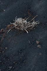 Unusual Landscape and Plants Growing on Side of Volcano