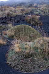 Unusual Landscape and Plants Growing on Side of Volcano