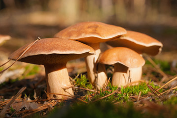 A group of forest edible fungi of the genus Xerocomus in a natural habitat