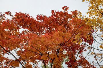 Maple tree with burgundy leaves in the early autumn morning at sunrise