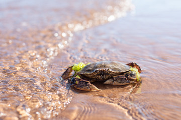 Crab
