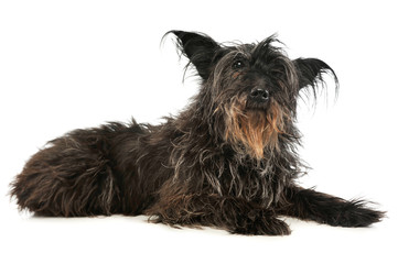 Studio shot of an adorable mixed breed dog
