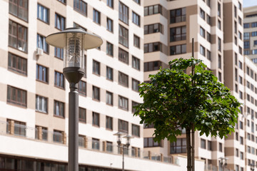 Young maple tree with green leaves and gray metal street lantern, modern apartment building at background, depth of field photo