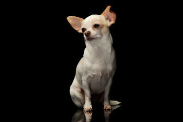 Studio shot of an adorable chihuahua